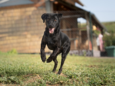 MIO - R E S E R V I E R T !!!!! liebt Menschen, besonders Kinder, sehr verschmust, bewegungsfreudig, verspielt, verträgt sich nicht mit Katzen, Mischling (Video-Link vorhanden) - Rüde