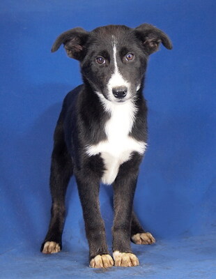 MIRJA - R E S E R V I E R T !!!!! aufgeweckt, sehr lieb, anlehnungsbedürftig, sehr lebhaft, intelligent, katzenverträglich, anfangs etwas ängstlich, Border Collie Mischling Welpen - Hündin