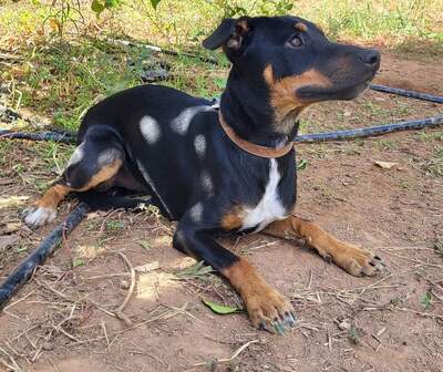 MIRKO (M) - aktiv, freundlich, Pinscher Mischling Welpen - Rüde 1