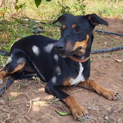 MIRKO (M) - aktiv, freundlich, Pinscher Mischling Welpen - Rüde