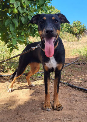 MIRKO (M) - aktiv, freundlich, Pinscher Mischling Welpen - Rüde