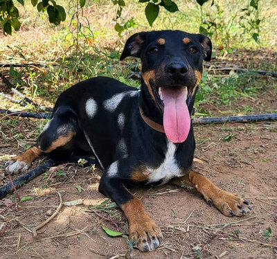 MIRKO (M) - aktiv, freundlich, Pinscher Mischling Welpen - Rüde