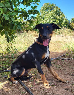 MIRKO (M) - aktiv, freundlich, Pinscher Mischling Welpen - Rüde