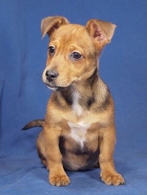 MIRKO - R E S E R V I E R T !!!!! sehr freundlich und menschenbezogen, fröhlich, neugierig, verspielt, verschmust, lebhaft, katzenverträglich, Dackel Mischling Welpen - Rüde