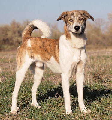 MISTER - sensibel, menschenorientiert, anhänglich, bewegungsfreudig, intelligent, Windhund Mischling - Rüde