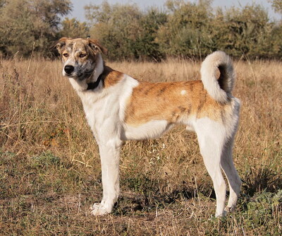 MISTER - sensibel, menschenorientiert, anhänglich, bewegungsfreudig, intelligent, Windhund Mischling - Rüde