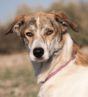 MISTER - sensibel, menschenorientiert, anhänglich, bewegungsfreudig, intelligent, Windhund Mischling - Rüde