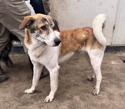 MISTER - sensibel, menschenorientiert, anhänglich, bewegungsfreudig, intelligent, Windhund Mischling (Video-Link vorhanden) - Rüde