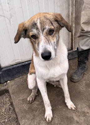 MISTER - sensibel, menschenorientiert, anhänglich, bewegungsfreudig, intelligent, Windhund Mischling (Video-Link vorhanden) - Rüde