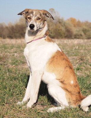MISTER - sensibel, menschenorientiert, anhänglich, bewegungsfreudig, intelligent, Windhund Mischling (Video auf HP) - Rüde