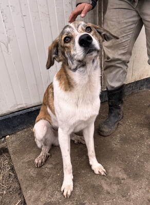 MISTER - sensibel, menschenorientiert, anhänglich, bewegungsfreudig, intelligent, Windhund Mischling (Video auf HP) - Rüde