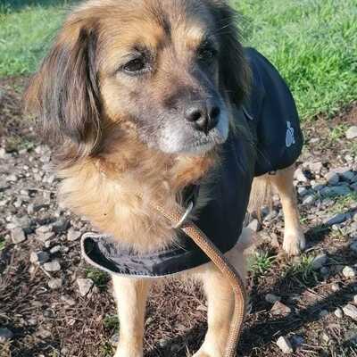 MISTY, Mischling - Hündin