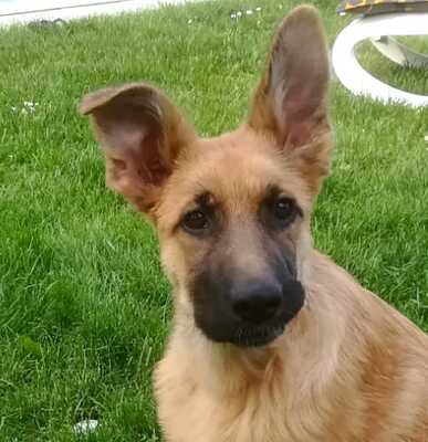 MIYA, Schäfermischling - Hündin