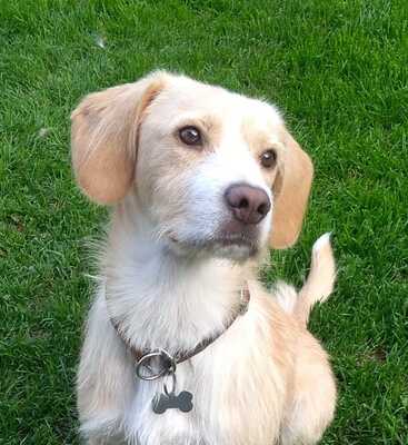 MOCHITO Mochi, Mischling - Rüde