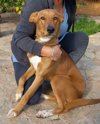 MOJO, Mischling - Rüde