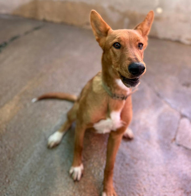 MOJO, Mischling - Rüde