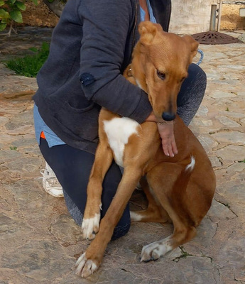 MOJO, Mischling - Rüde