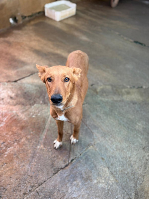 MOJO, Mischling - Rüde