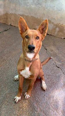 MOJO, Mischling - Rüde