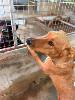 MOJO, Mischling - Rüde