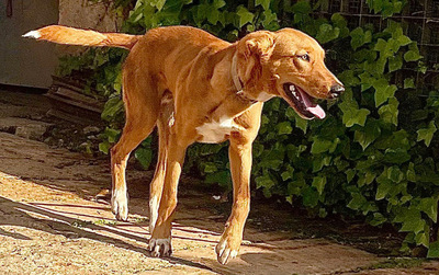 MOJO, Mischling - Rüde