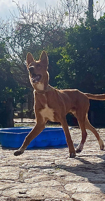 MOJO, Mischling - Rüde