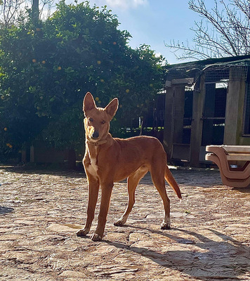 MOJO, Mischling - Rüde