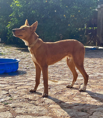 MOJO, Mischling - Rüde