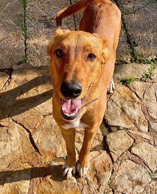 MOJO, Mischling - Rüde