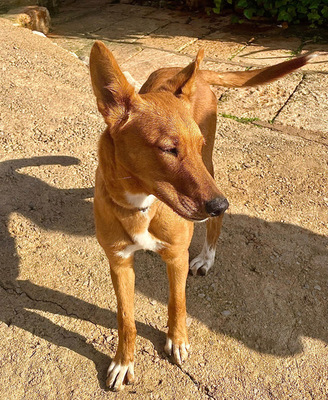 MOJO, Mischling - Rüde