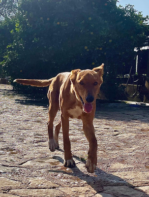 MOJO, Mischling - Rüde