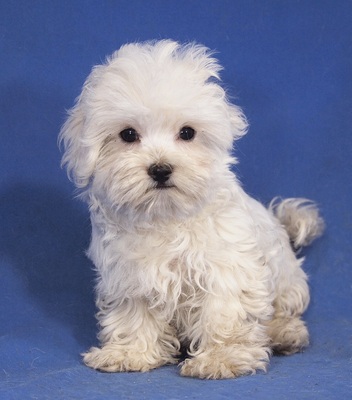 MOKI - R E S E R V I E R T !!!!! sehr lieb und freundlich, lebhaft, verspielt, gelehrig, katzenverträglich, Malteser Welpen - Rüde