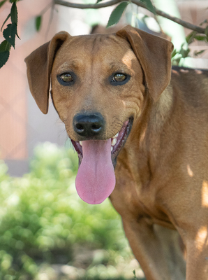 MOLLIE - menschenbezogen, verschmust, anhänglich, bei Unbekannten zunächst vorsichtig