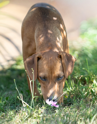 MOLLIE - menschenbezogen, verschmust, anhänglich, bei Unbekannten zunächst vorsichtig, Mischling (Video-Link vorhanden) - Hündin