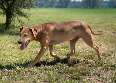 MOLLIE - menschenbezogen, verschmust, anhänglich, bei Unbekannten zunächst vorsichtig, Mischling (Video-Link vorhanden) - Hündin