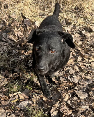 MOLLY - freundlich und anhänglich, ruhig, sanft, verschmust, anfangs ängstlich