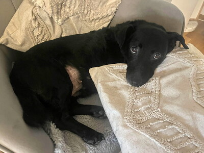 MOLLY - freundlich und anhänglich, ruhig, sanft, verschmust, anfangs ängstlich, Mischling (Video auf HP) - Betreuungsplatz OÖ - Hündin