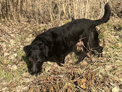 MOLLY - freundlich und anhänglich, ruhig, sanft, verschmust, anfangs ängstlich, Mischling (Video auf HP) - Betreuungsplatz OÖ - Hündin
