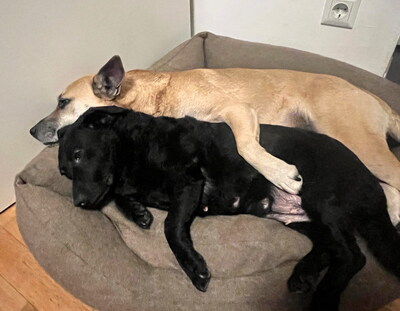 MOLLY - freundlich und anhänglich, ruhig, sanft, verschmust, anfangs ängstlich, Mischling (Video auf HP) - Betreuungsplatz OÖ - Hündin