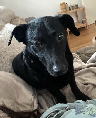 MOLLY - freundlich und anhänglich, ruhig, sanft, verschmust, anfangs ängstlich, Mischling (Video auf HP) - Betreuungsplatz OÖ - Hündin