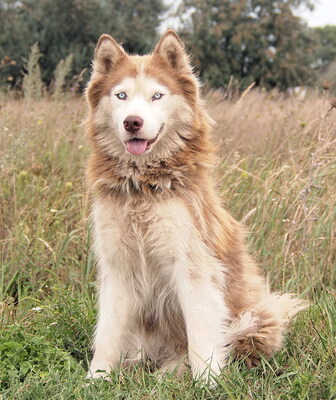 MOLLY - sehr freundlich, lebensfroh, offenes Wesen, interessiert, lebhaft, intelligent, Husky (Video auf HP) - Hündin