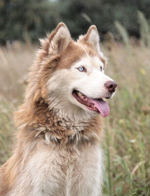 MOLLY - sehr freundlich, lebensfroh, offenes Wesen, interessiert, lebhaft, intelligent, nicht zu Katzen, Husky (Video auf HP) - Hündin
