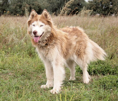 MOLLY - sehr freundlich, lebensfroh, offenes Wesen, interessiert, lebhaft, intelligent, nicht zu Katzen, Husky (Video auf HP) - Hündin