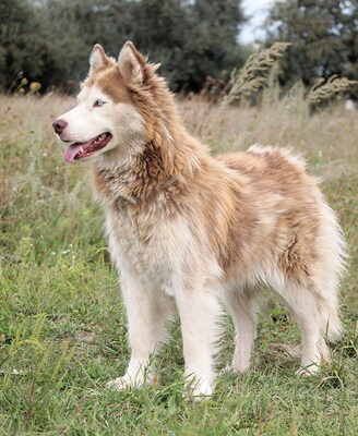 MOLLY - sehr freundlich, lebensfroh, offenes Wesen, interessiert, lebhaft, intelligent, nicht zu Katzen, Husky (Video auf HP) - Hündin