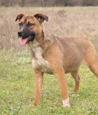 MONICA - sehr lieb und freundlich, lebhaft, intelligent, fröhlich, Mischling - Hündin