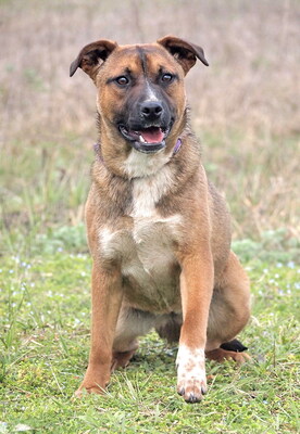 MONICA - sehr lieb und freundlich, lebhaft, intelligent, fröhlich, Mischling - Hündin