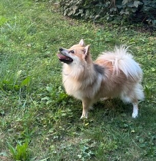 MONTY entzückender Spitzmix, Zwergspitzmix - Rüde