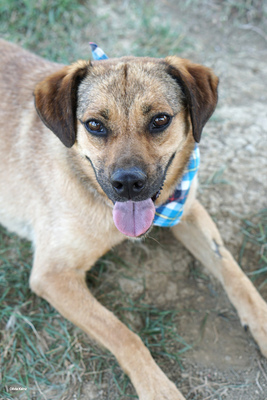 MORITZ - R E S E R V I E R T !!!!! sehr lieb, gutmütig, sanft, liebenswürdig, vorsichtig, sensibel, fröhlich, Mischling (Video auf HP) - Betreuungsplatz OÖ - Rüde