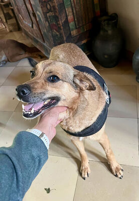 MORITZ - R E S E R V I E R T !!!!! sehr lieb, gutmütig, sanft, liebenswürdig, vorsichtig, sensibel, fröhlich, Mischling (Video auf HP) - Betreuungsplatz OÖ - Rüde