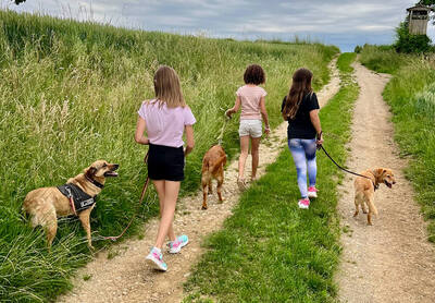 MORITZ - R E S E R V I E R T !!!!! sehr lieb, gutmütig, sanft, liebenswürdig, vorsichtig, sensibel, fröhlich, Mischling (Video auf HP) - Betreuungsplatz OÖ - Rüde